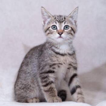 Ash -  Domestic Short Hair Cat for Adoption in Sunnyvale, California - Ash | PetCurious