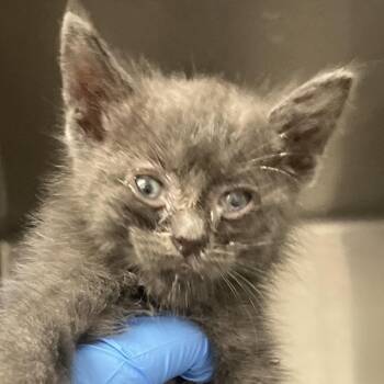 Xanadu -  Domestic Medium Hair Cat for Adoption in Kanab, Utah - Xanadu | PetCurious
