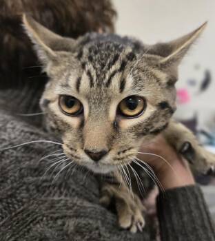 Monopoly -  Tabby Cat for Adoption in New Rochelle, New York - Monopoly | PetCurious