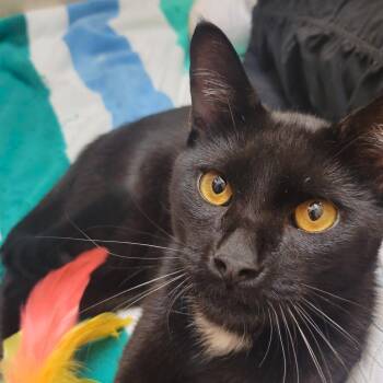 Copper -  Domestic Short Hair Cat for Adoption in Jupiter, Florida - Copper | PetCurious