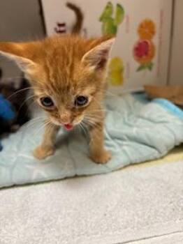 Buttah -  Domestic Short Hair Cat for Adoption in Honolulu, Hawaii - Buttah | PetCurious