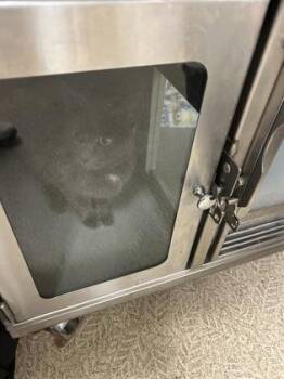 Domestic Short Hair Cats Available for Adoption - Cricket | PetCurious