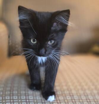 Marlo -  Tuxedo Cat for Adoption - Marlo | PetCurious