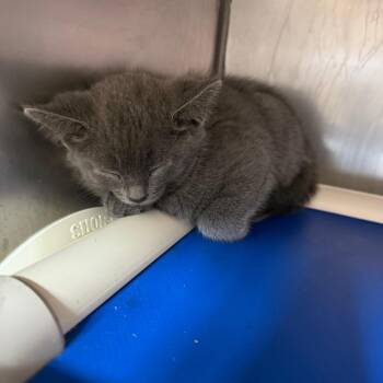 Velma Dinkley -  Russian Blue Cat for Adoption in Austin, Texas - Velma Dinkley | PetCurious