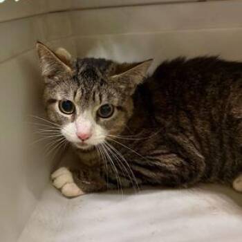 Domestic Short Hair Cats Available for Adoption in Fernandina Beach, Florida - DRESSER | PetCurious