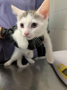 Insider Trading -  Domestic Short Hair Cat for Adoption in Cincinnati, Ohio - Insider Trading | PetCurious