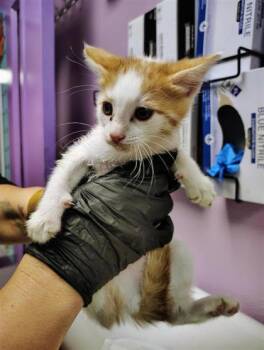 Domestic Short Hair Cats Available for Adoption in El Paso, Texas - Kit4 | PetCurious
