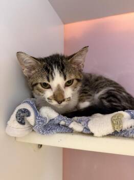 Nolan -  Domestic Short Hair Cat for Adoption in Wheaton, Illinois - Nolan | PetCurious