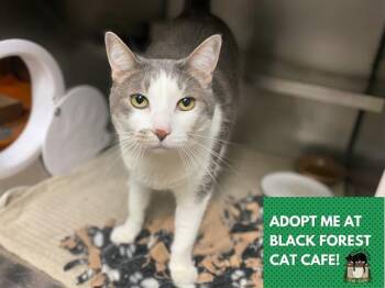 Rescue Domestic Short Hair Cats for Adoption in Fort Wayne, Indiana - JOSIE | PetCurious