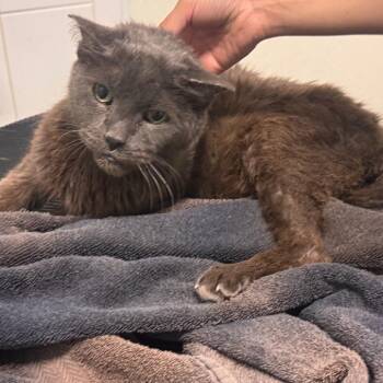 OLD MAN -  Domestic Short Hair Cat for Adoption in San Gabriel, California - OLD MAN | PetCurious