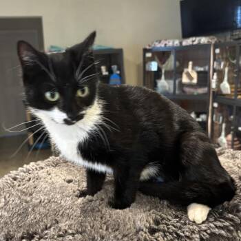 Domestic Short Hair Cats Available for Adoption - Pattie | PetCurious