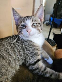Domestic Short Hair Cats Available for Adoption in Adrian, Michigan - Peter | PetCurious