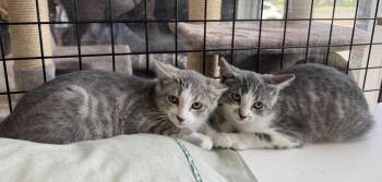 Kelsey & Wendy-Pet Valu Oakwoods -  Domestic Short Hair Cat for Adoption in Mississauga, Ontario - Kelsey & Wendy-Pet Valu Oakwoods | PetCurious