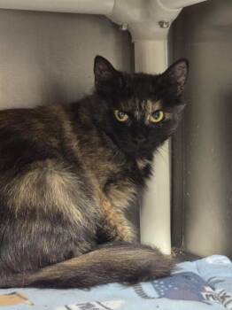 Ishi -  Domestic Medium Hair Cat for Adoption in Vancouver, Washington - Ishi | PetCurious