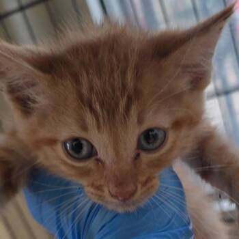 Domestic Short Hair Cats Available for Adoption in San Antonio, Texas - Rimmy | PetCurious