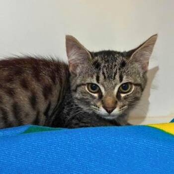 Gibbs (black band) -  Domestic Long Hair and Domestic Short Hair Cat for Adoption in Gastonia, North Carolina - Gibbs (black Band) | PetCurious