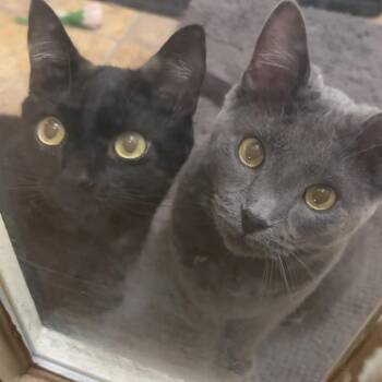 Rescue Domestic Short Hair Cats for Adoption in Cortland, New York - Smokey & Midnight (bonded Brothers) | PetCurious