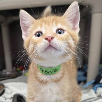 Petrie -  Domestic Short Hair Cat for Adoption in Fort Wayne, Indiana - Petrie | PetCurious