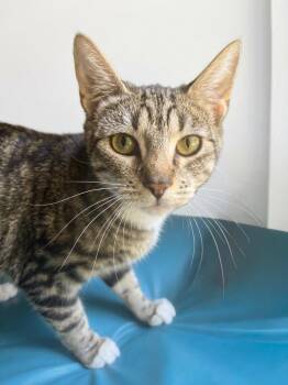 Clementine -  Domestic Short Hair Cat for Adoption in Vashon, Washington - Clementine | PetCurious