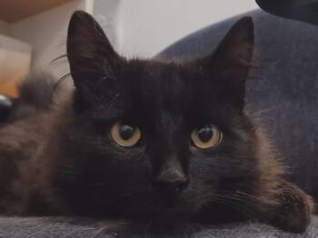 Domestic Medium Hair Cats Available for Adoption in London, Ontario - Fluffster 10 Mos | PetCurious