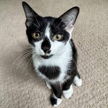 Miss Muffin -  Domestic Short Hair Cat for Adoption in Richmond, Virginia - Miss Muffin | PetCurious