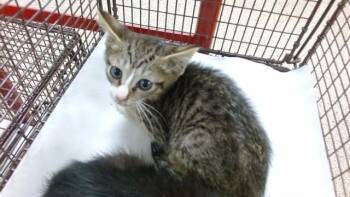 GEORGE -  Domestic Short Hair Cat for Adoption in Doral, Florida - GEORGE | PetCurious