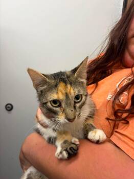 Olivia -  Domestic Short Hair Cat for Adoption in Republic, Missouri - Olivia | PetCurious