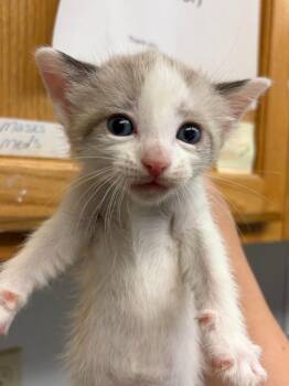 CoCo -  Domestic Short Hair Cat for Adoption in Lockhart, Texas - CoCo | PetCurious