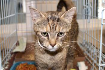 Rescue Domestic Short Hair and Tabby Cats for Adoption in Brazil, Indiana - EMBER | PetCurious