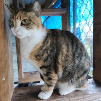 Rescue Domestic Short Hair Cats for Adoption in Williston, Florida - Calypso | PetCurious