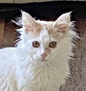 Rescue Domestic Long Hair Cats for Adoption in Amery, Wisconsin - CC *In Foster* | PetCurious