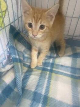 Theodore -  Domestic Short Hair Cat Available for Adoption in Gainesville, Florida - Theodore | PetCurious