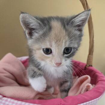 Rescue Domestic Short Hair Cats for Adoption in Park Rapids, Minnesota - Marshmello | PetCurious