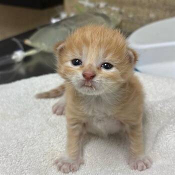 EMBER -  Domestic Short Hair Cat for Adoption in Riverside, California - EMBER | PetCurious