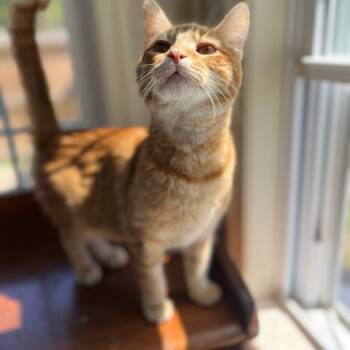 Domestic Short Hair Cats Available for Adoption in Fredericksburg, Virginia - Whatshisname | PetCurious