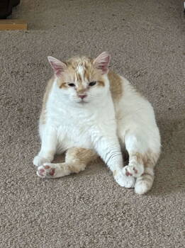 Rescue Domestic Short Hair Cats for Adoption in Camden, South Carolina - Dogwood | PetCurious