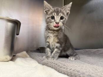 Adonis -  Domestic Medium Hair Cat for Adoption in Murray, Kentucky - Adonis | PetCurious
