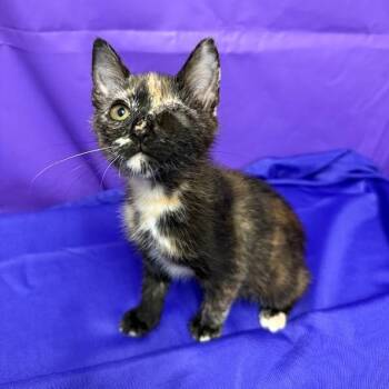 Zip Tie -  Domestic Short Hair Cat for Adoption in North Myrtle Beach, South Carolina - Zip Tie | PetCurious
