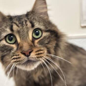 Domestic Medium Hair Cats Available for Adoption in Philadelphia, Pennsylvania - Riley | PetCurious