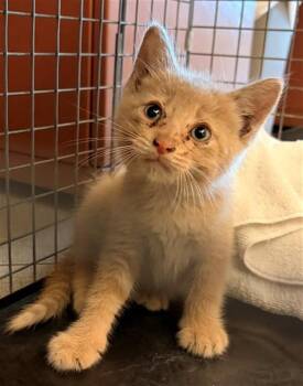 TANGERINE -  Domestic Medium Hair Cat for Adoption in Rancho Cucamonga, California - TANGERINE | PetCurious