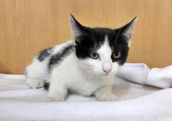CHINA CAT SUNFLOWER -  Domestic Short Hair Cat for Adoption in Brentwood, Missouri - CHINA CAT SUNFLOWER | PetCurious