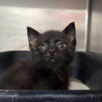 Mint Chip -  Domestic Short Hair Cat for Adoption in Fairmont, West Virginia - Mint Chip | PetCurious