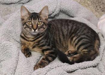 Charlie -  Domestic Medium Hair and Domestic Short Hair Cat for Adoption in Baton Rouge, Louisiana - Charlie | PetCurious