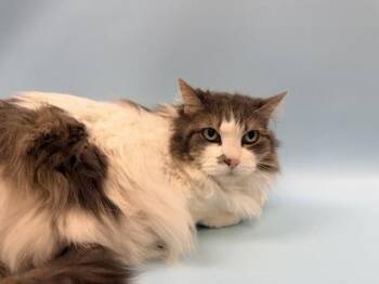 Katie -  Domestic Medium Hair and Domestic Short Hair Cat for Adoption in Woodbury, Minnesota - Katie | PetCurious