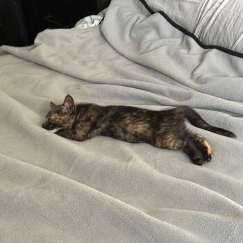 Tony -  Domestic Short Hair Cat for Adoption in Ferndale, Washington - Tony | PetCurious