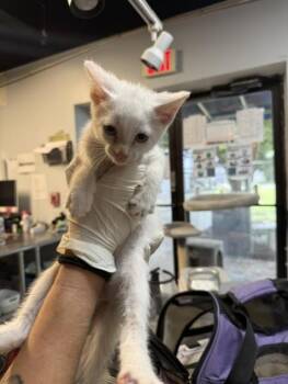 WRATH -  Domestic Short Hair Cat for Adoption in Fort Walton Beach, Florida - WRATH | PetCurious