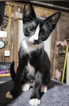 Rescue Tuxedo Cats for Adoption in Brenham, Texas - Keona | PetCurious