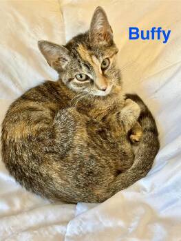 Rescue Domestic Short Hair Cats for Adoption in Wadsworth, Ohio - Buffy | PetCurious
