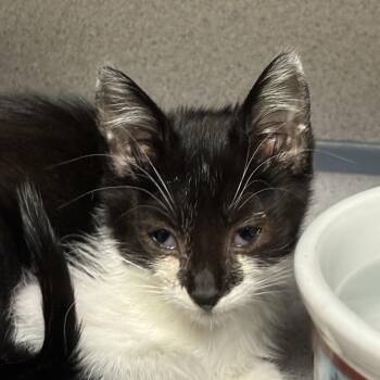 Frances -  Domestic Short Hair Cat for Adoption in Goleta, California - Frances | PetCurious
