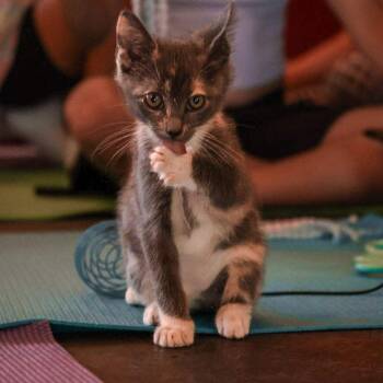 Grey Goose (Pub Kittens) -  Domestic Short Hair Cat for Adoption in Charlotte, North Carolina - Grey Goose (Pub Kittens) | PetCurious